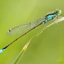 Image of Ischnura elegans