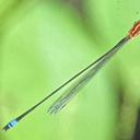 Image of Pseudagrion hemicolon