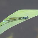 Image of Acanthagrion inexpectum