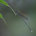 Image of Amphicnemis smedleyi