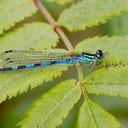 Image of Coenagrion hastulatum
