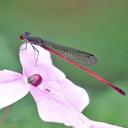 Image of Telebasis vulnerata