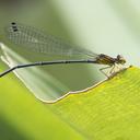 Image of Bromeliagrion fernandezianum