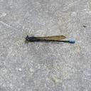 Image of Argia jujuya