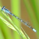 Image of Enallagma praevarum