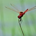 Image of Urothemis assignata