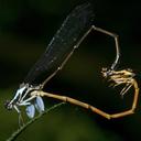 Image of Proplatycnemis alatipes