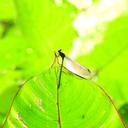 Image of Polythore albistriata