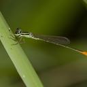 Image of Agriocnemis femina