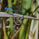 Image of Argia agrioides