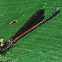Image of Argia infumata
