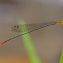 Image of Psaironeura bifurcata