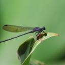 Image of Argia modesta