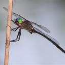 Image of Somatochlora