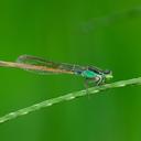 Image of Ischnura senegalensis