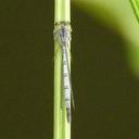 Image of Ischnura cruzi