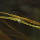Image of Protoneura tenuis