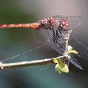Image of Elasmothemis cannacrioides