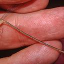 Image of Metaleptobasis silvicola