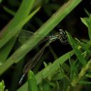Image of Mesamphiagrion gaudiimontanum