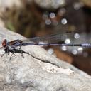 Image of Argia oenea