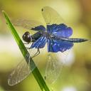Image of Anisoptera