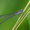 Image of Argia lilacina