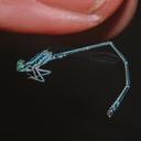 Image of Neoneura luzmarina