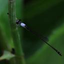 Image of Agriocnemis exsudans