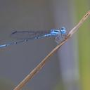 Image of Telebasis rubricauda