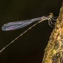 Image of Drepanosticta anascephala