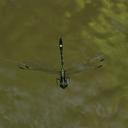Image of Neodythemis afra