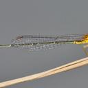 Image of Enallagma sulcatum