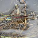 Image of Oxyallagma colombianum