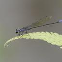 Image of Argia reclusa