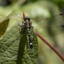 Image of Neodythemis nyungwe