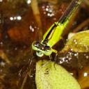Image of Ischnura pruinescens