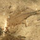 Image of Labrogomphus