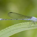 Image of Telebasis inalata