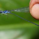 Image of Archibasis tenella