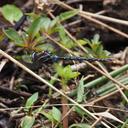 Image of Rhionaeschna itatiaia