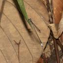 Image of Drepanosticta fontinalis