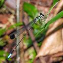 Image of Palaemnema paulirica