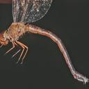 Image of Gynacantha bartai
