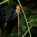 Image of Gynacantha rosenbergi