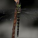 Image of Boyeria maclachlani