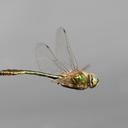 Image of Cordulia aenea