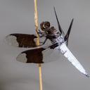 Image of Plathemis lydia