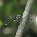 Image of Risiophlebia guentheri