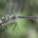 Image of Somatochlora sahlbergi